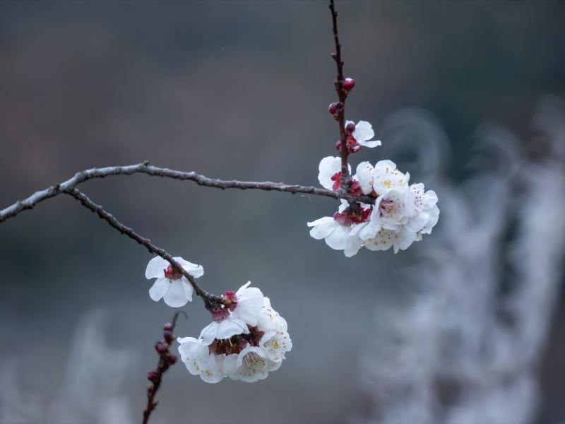 Huaxu Apricot Flower Valley