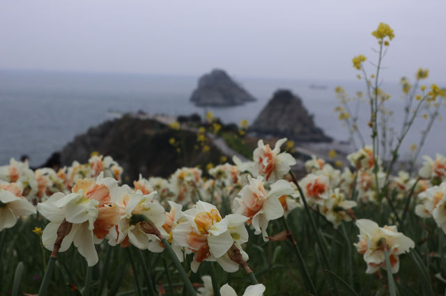 부산 3월 꽃구경 핫스팟