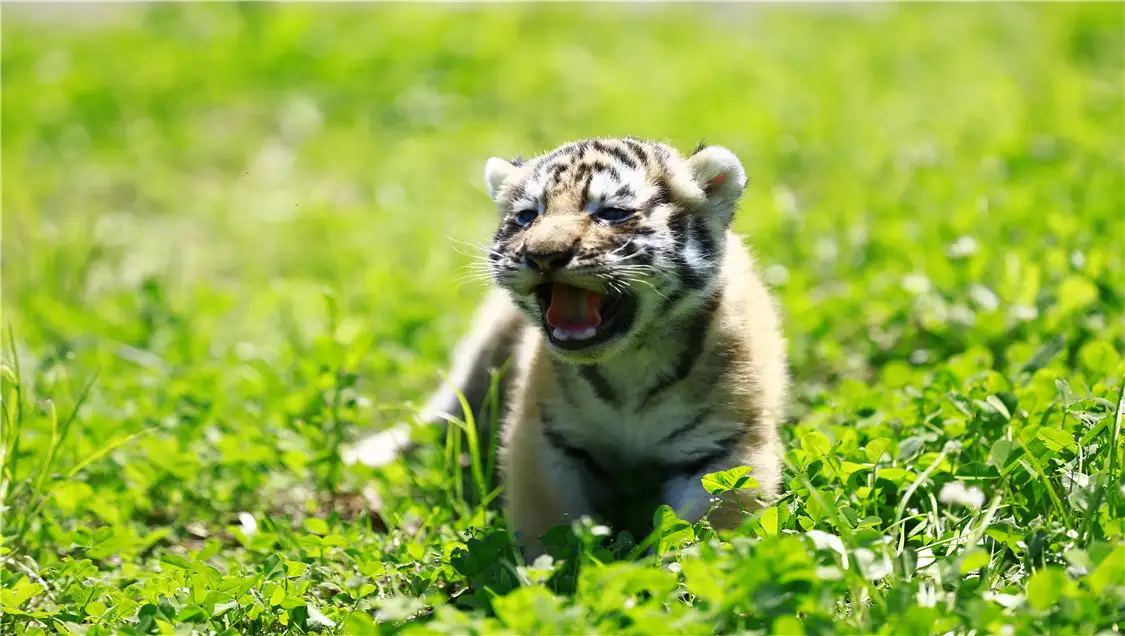 Siberian Tiger Park Harbin