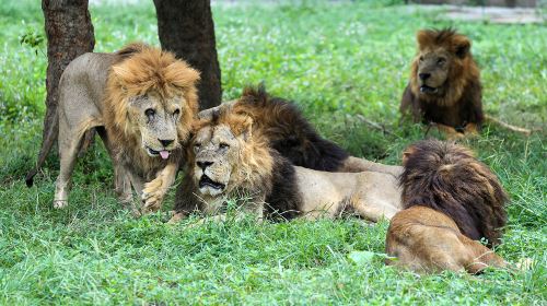 上海野生動物園