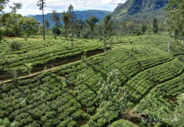 West High Mountain Tea Garden