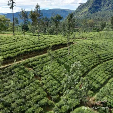 West High Mountain Tea Garden