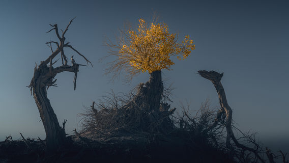 Sleep Populus Euphratica Park