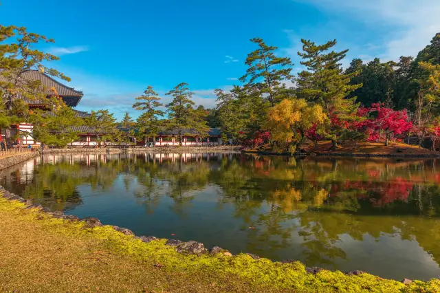 Admire Maple Leaves in Nara