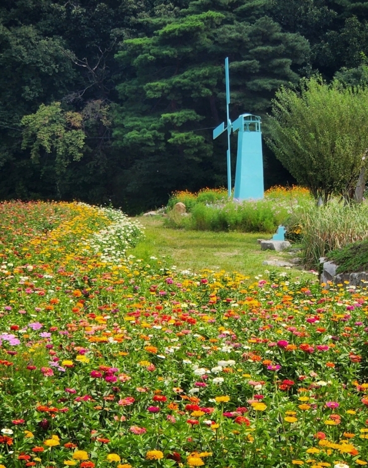 원주용수골가을꽃축제 | 원주