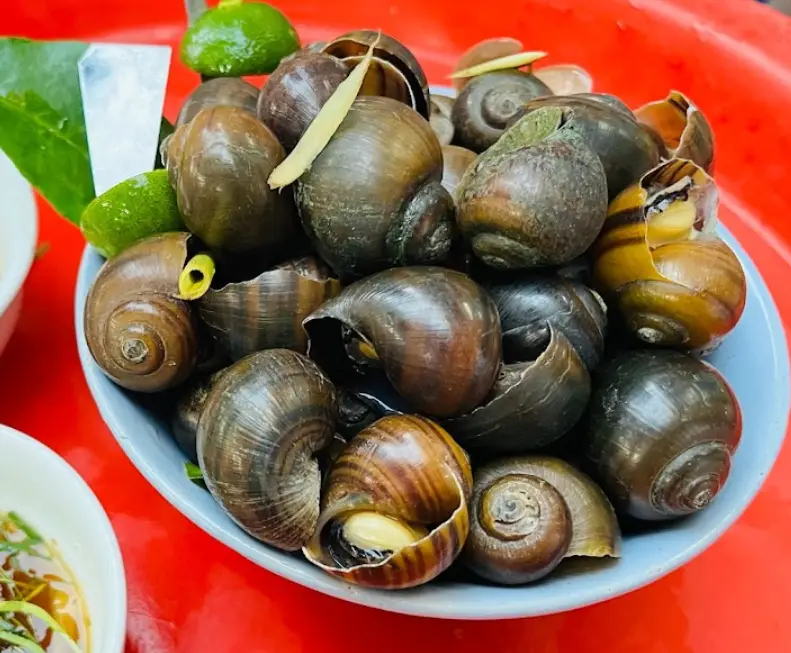 Oc Nong Ha Trang