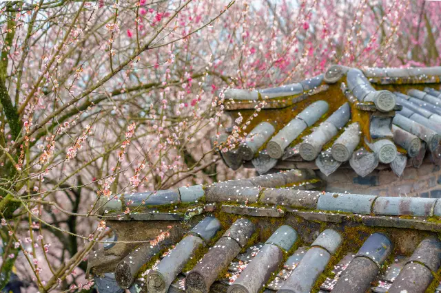 Plum Blossom Viewing in Taizhou