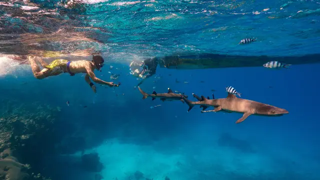 Scuba Diving in Fiji