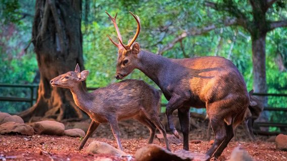 Taman Margasatwa Ragunan