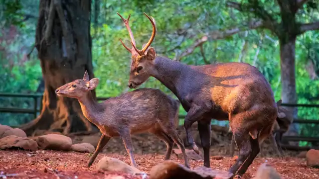 Hotels near Ragunan Zoo