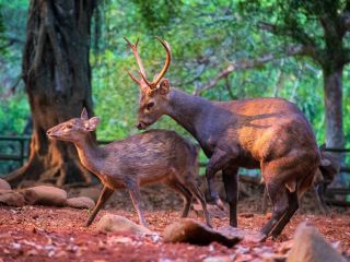 近くのレッドドアーズ