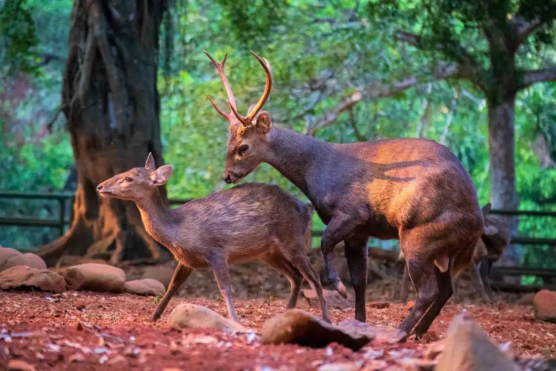 Hotels near Ragunan Zoo