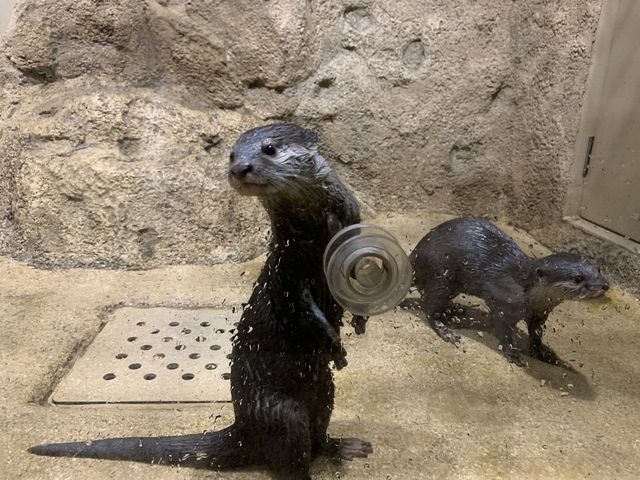【沖縄】DMMかりゆし水族館