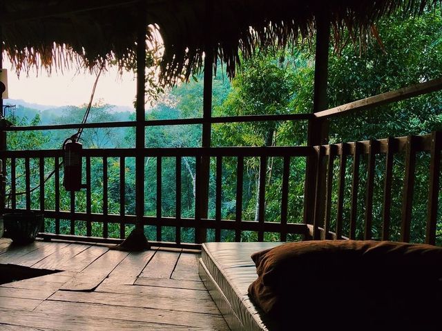 Zip-lining at the Gibbon Experience
