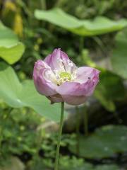 蓮花湖風景区