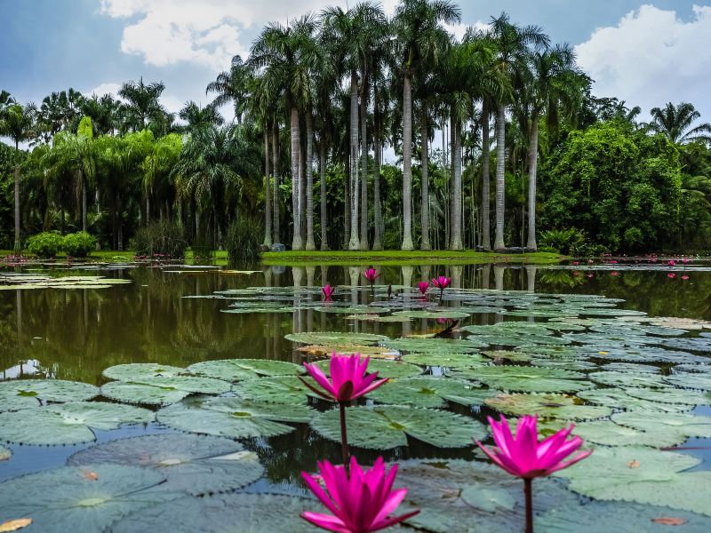 Xishuangbanna Wangtianshu Scenic Area