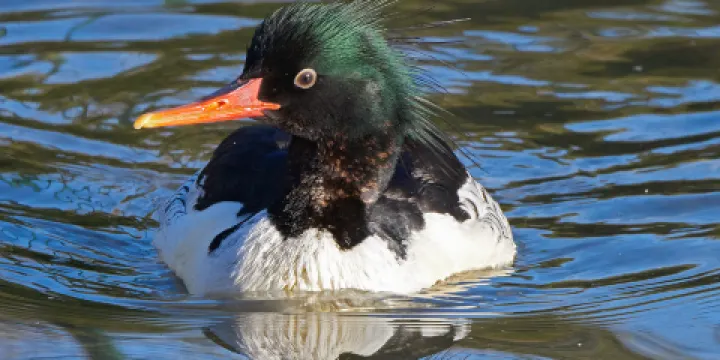Barton Broad board walk