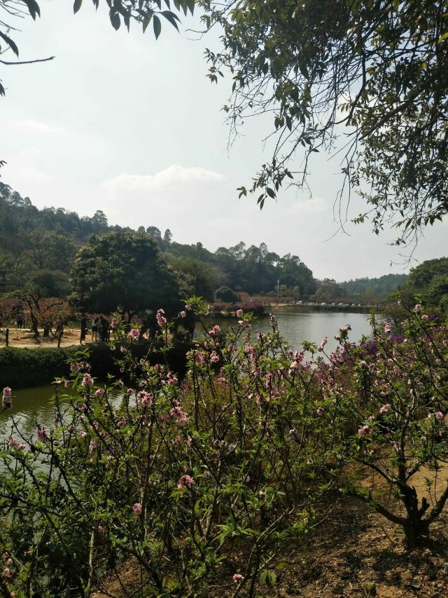Nanguo Peach Garden
