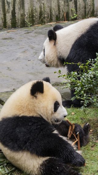 Foreign Tourist Day Tour: Panda Valley / Dujiangyan / Mt Qingcheng / Blue Tear / Chengdu