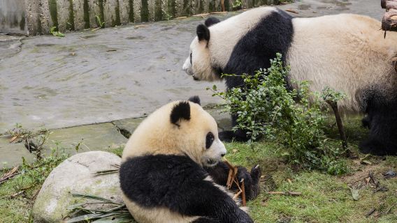 Valle dei Panda + Dujiangyan / Tour privato di Chengdu
