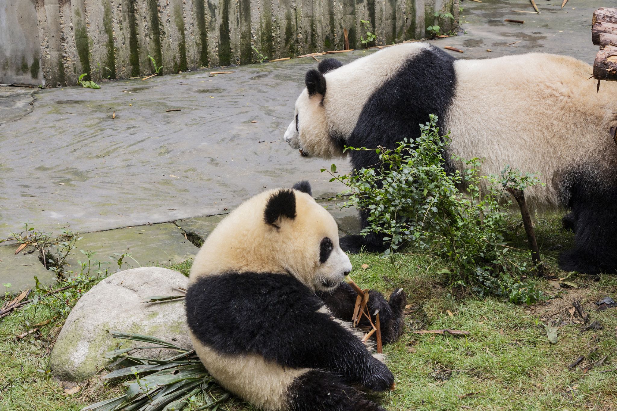 Panda Valley + Dujiangyan / Chengdu Privatgruppe