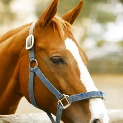 Отели с услугой парковкой в г. Джорджтаун (Кентукки)