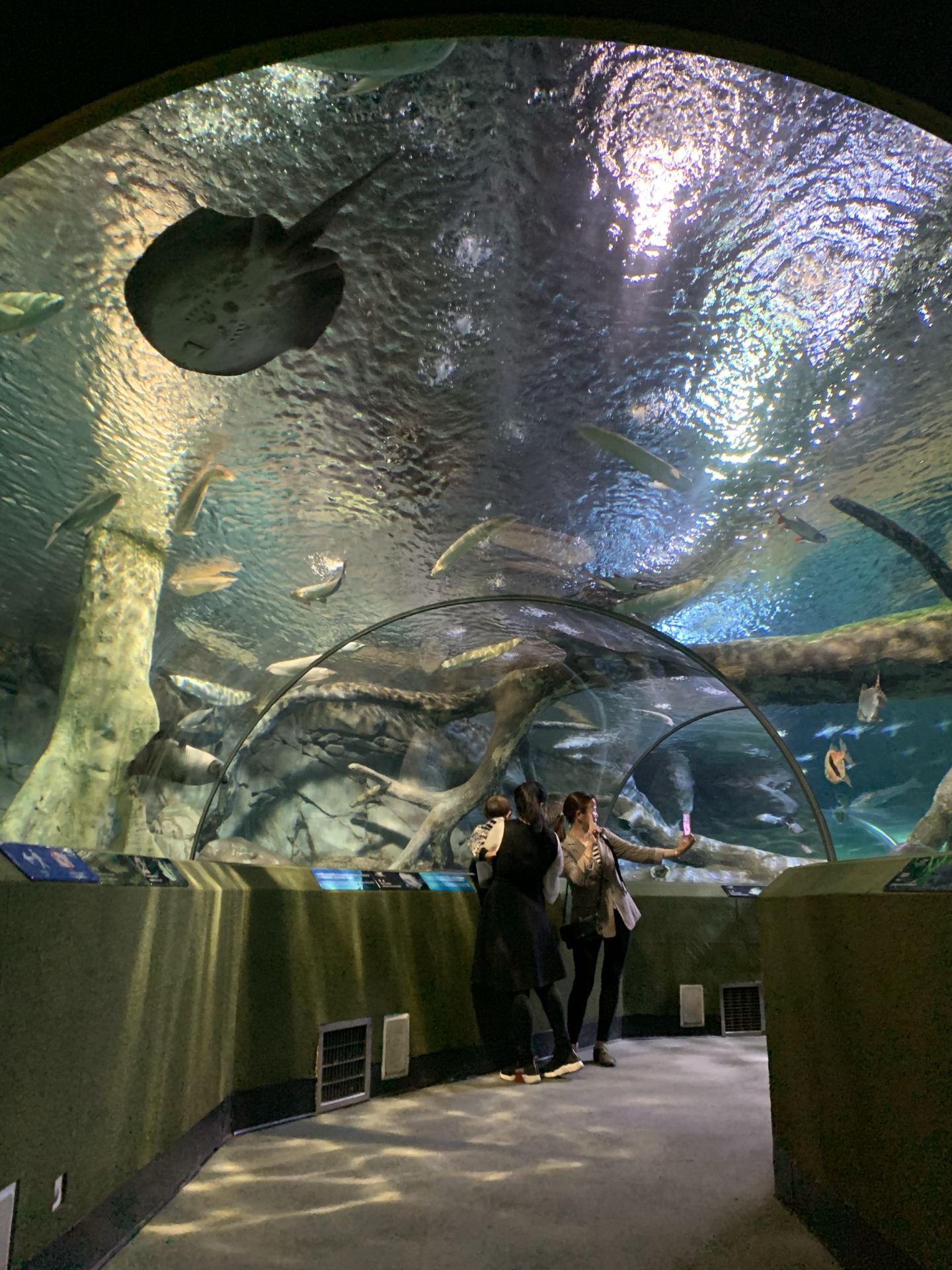 上海海昌海洋公園旅遊攻略指南 上海海昌海洋公園評論 上海海昌海洋公園附近推薦 Trip Com