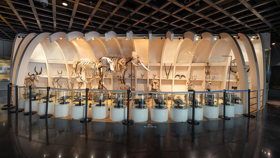 Kunming Animal Museum