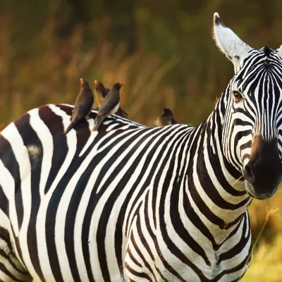 Hotel di Amboseli