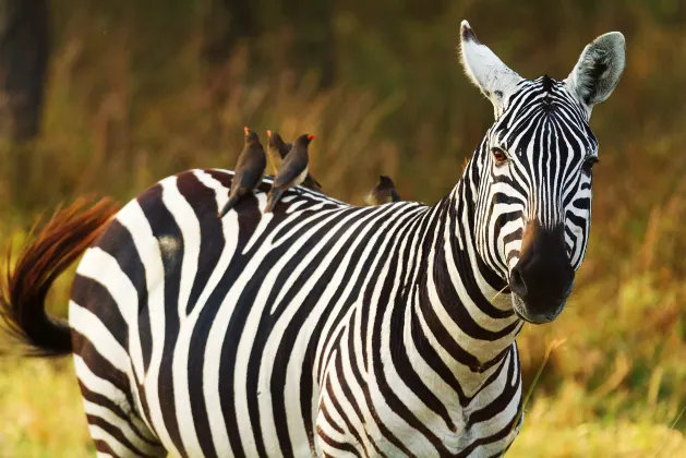 Hotels in der Nähe von Manjaro Tented Camp