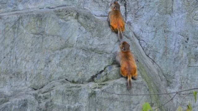 Macaque Offering Peach