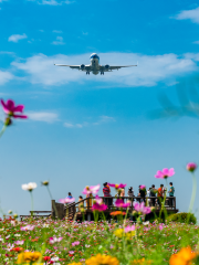 Airport Flower Field