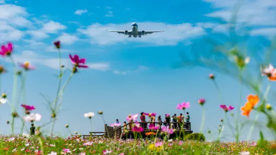 Airport Flower Field