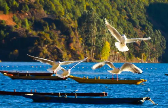 四川瀘沽湖豬槽船包船票團體（5人以內）