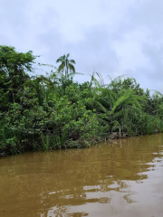 Bongawan Wetland