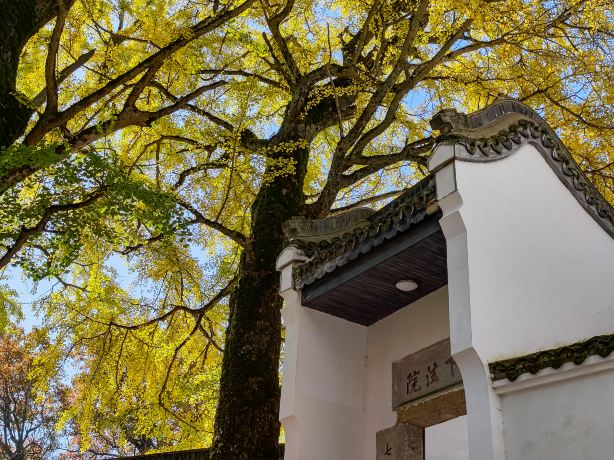 Ginkgo Viewing in Hengyang