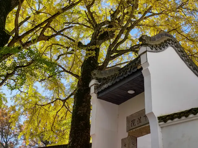 Ginkgo Trees in Hengyang