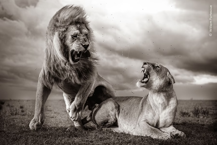 Wildlife Photographer of the Year | Natural History Museum