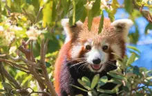 西姆比歐野生動物園