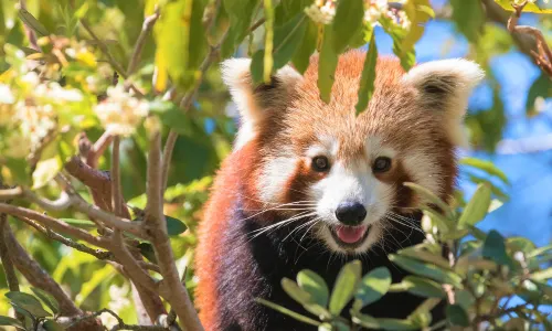 Symbio Wildlife Park