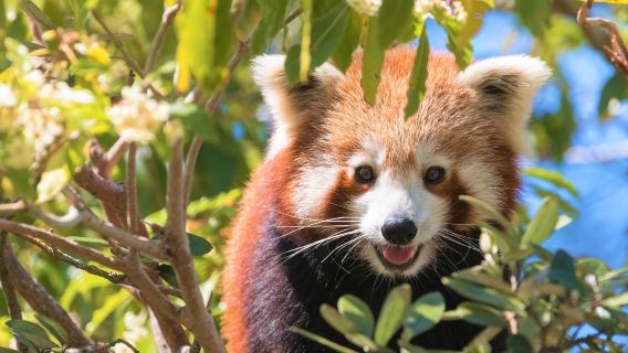 Symbio Wildlife Park