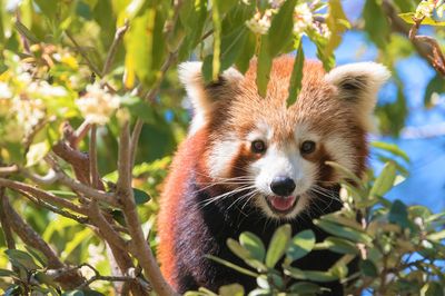 Symbio Wildlife Park