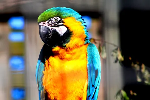 Willowbank Wildlife Reserve