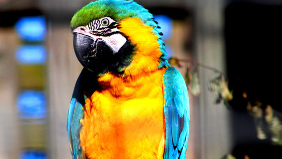 Willowbank Wildlife Reserve