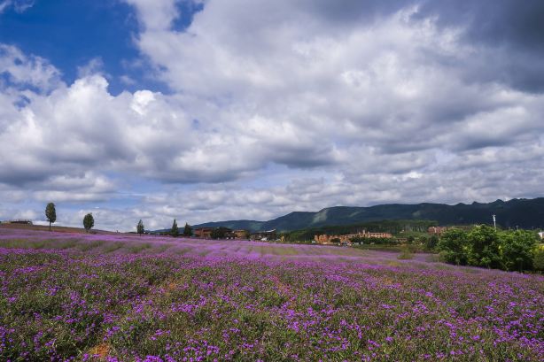Mile Lavender Manor