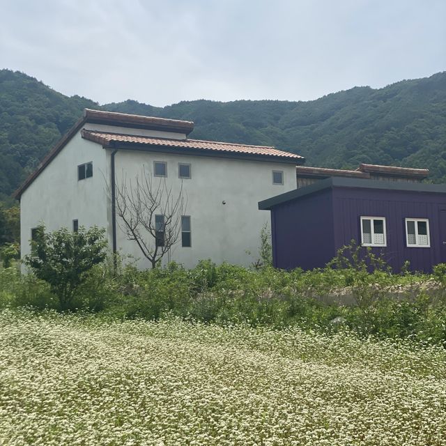 한국의 남프랑스 고성 하늬라벤더팜