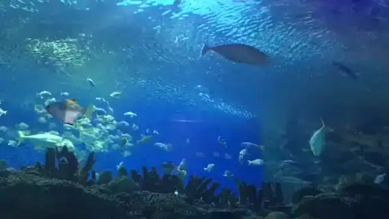 top-video