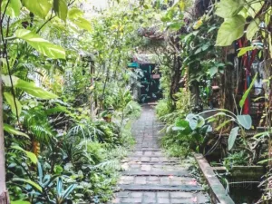 The Baboon House