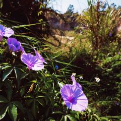翠園農莊張用戶圖片
