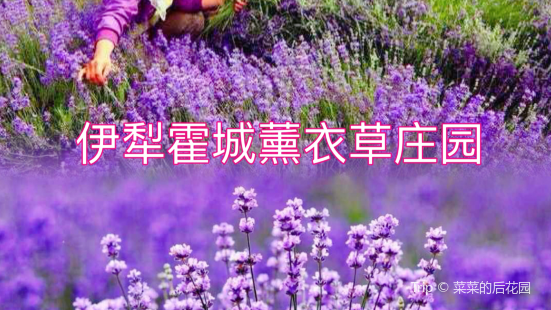 #好想出去玩啊 #快乐重启计划 #一起露营吧 #花海打卡挑战